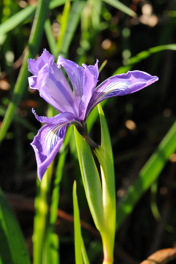 Image of Iris douglasiana specimen.