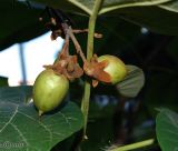 Paulownia tomentosa