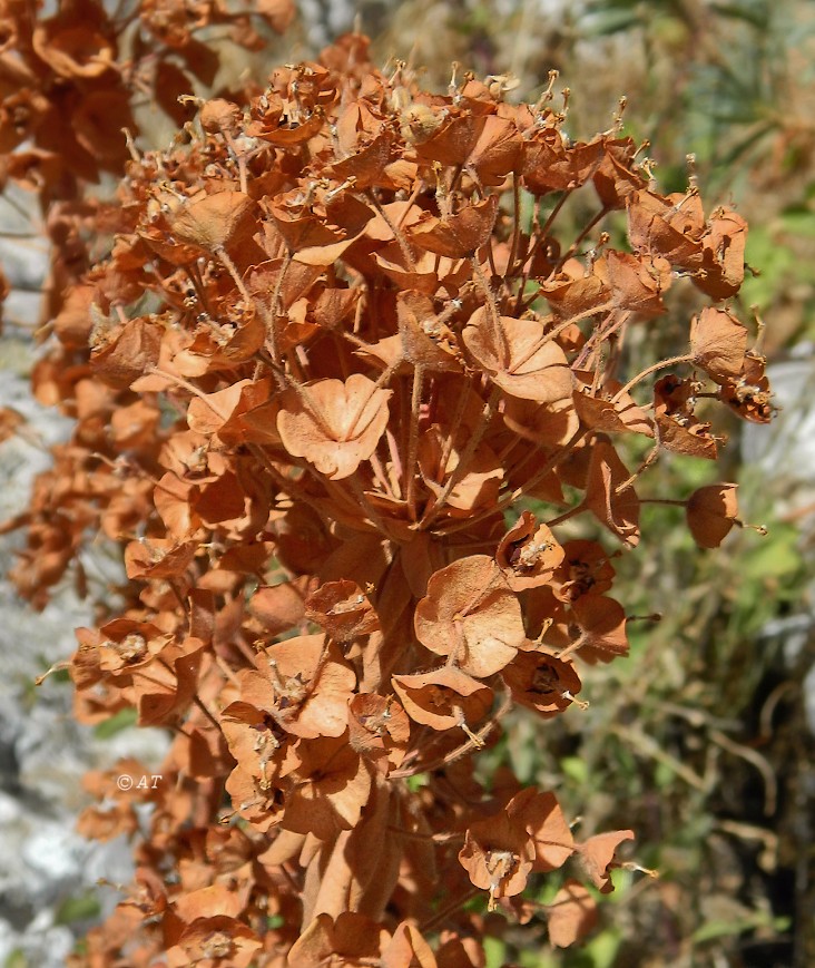 Image of Euphorbia characias specimen.