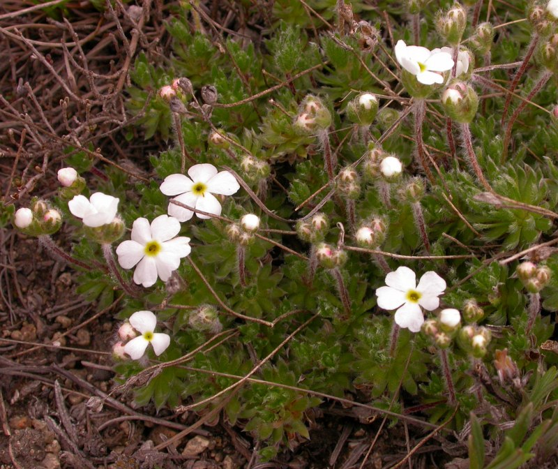 Image of Androsace koso-poljanskii specimen.