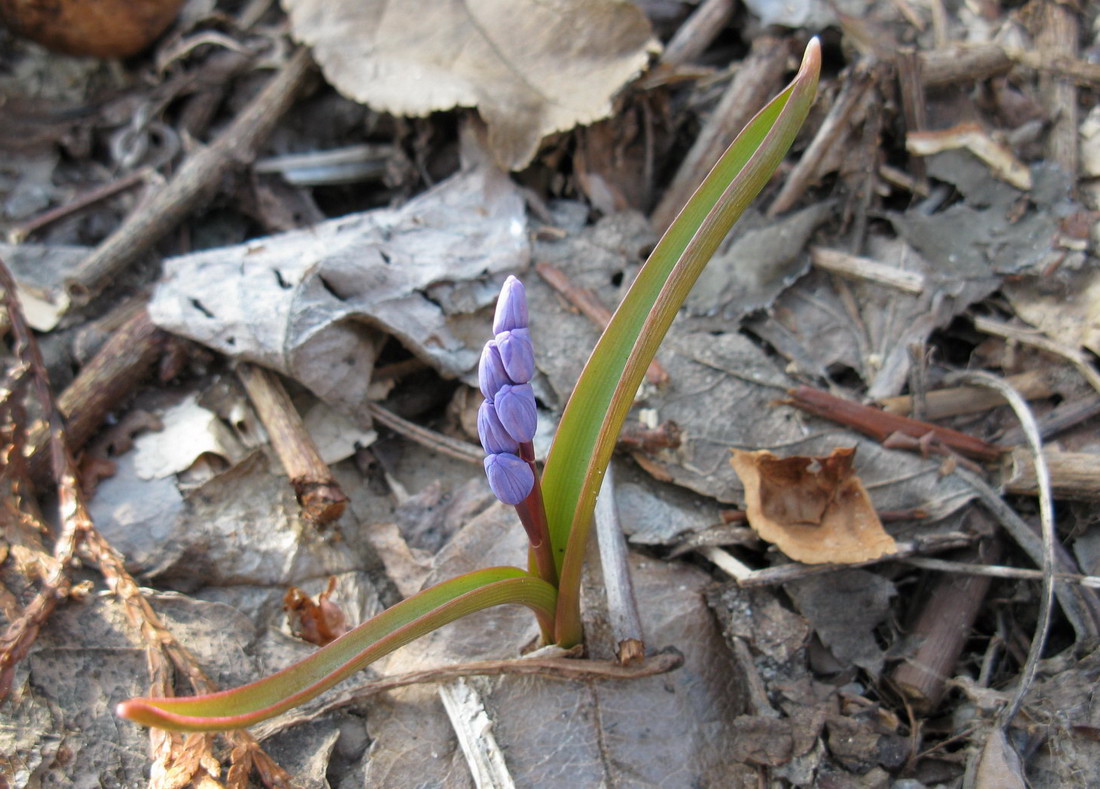 Изображение особи Scilla bifolia.