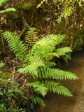 Woodwardia fimbriata. Вегетирующее растение. США, Калифорния, Big Basin Redwood State Park, под пологом леса возле ручья. 26.02.2015.