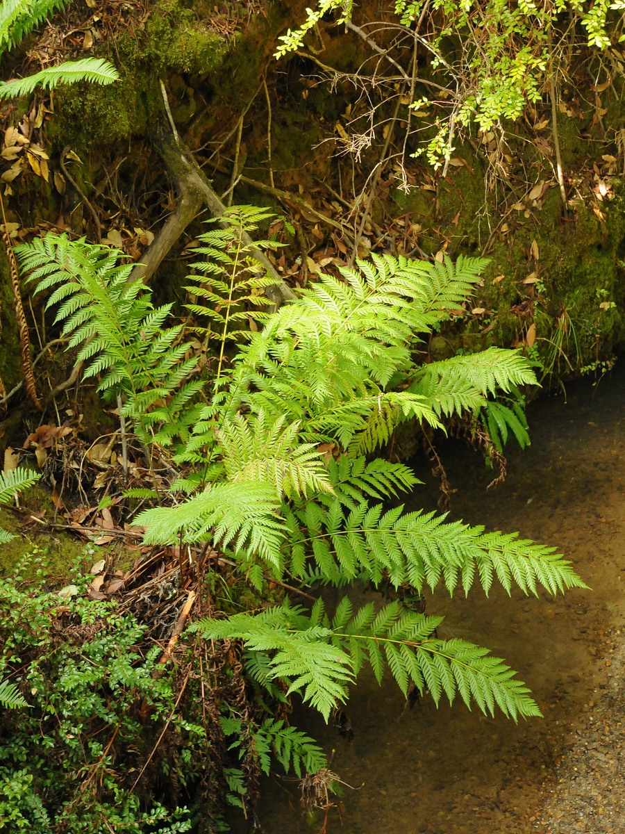 Image of Woodwardia fimbriata specimen.