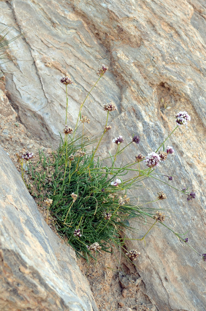 Image of Gypsophila capituliflora specimen.