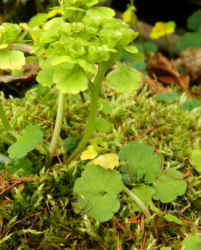 Image of genus Chrysosplenium specimen.