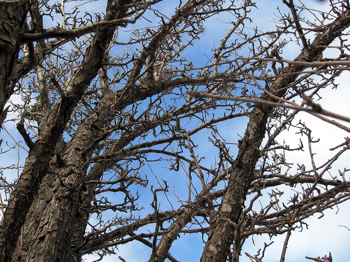 Image of Pyrus pyraster specimen.