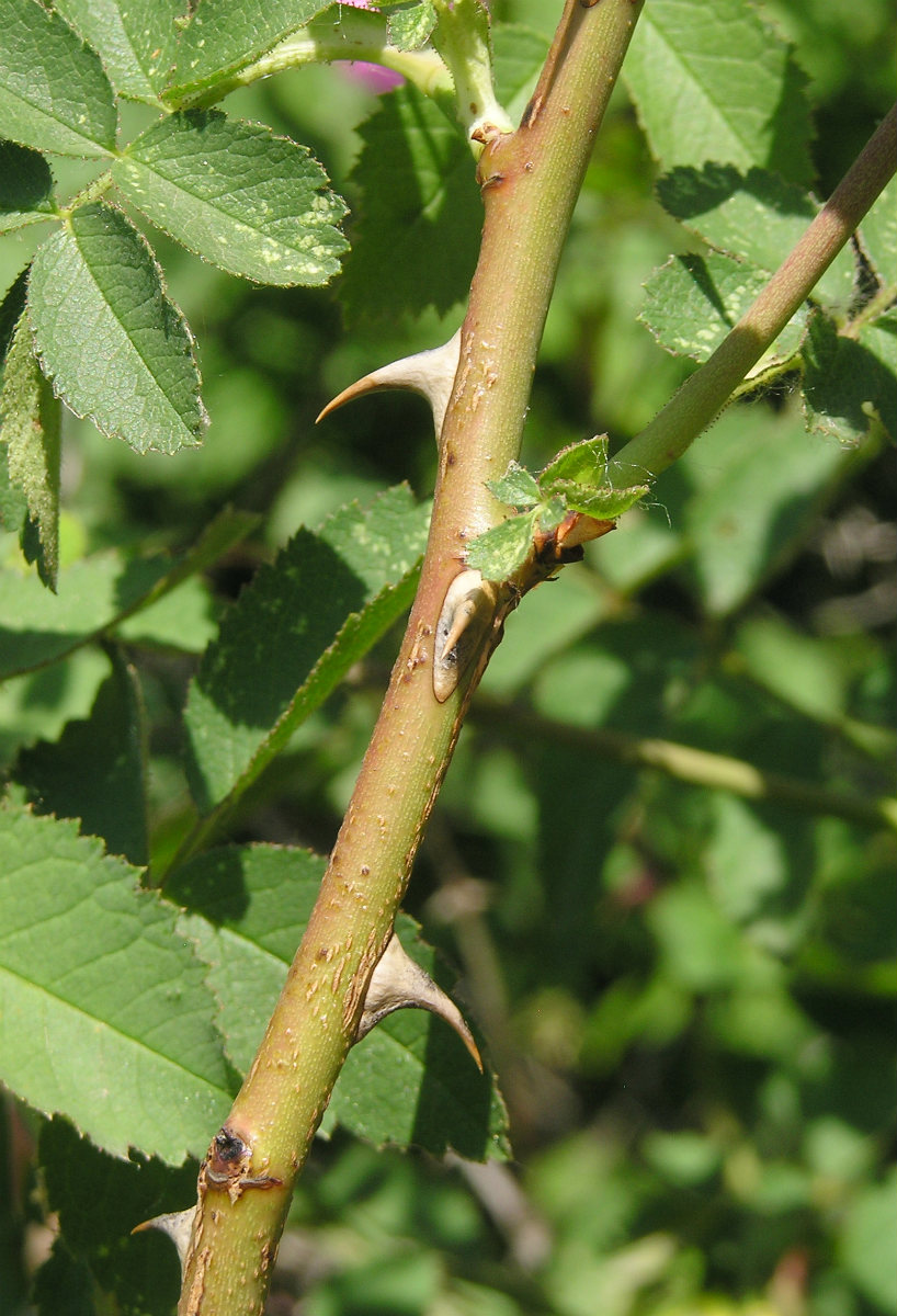 Image of genus Rosa specimen.