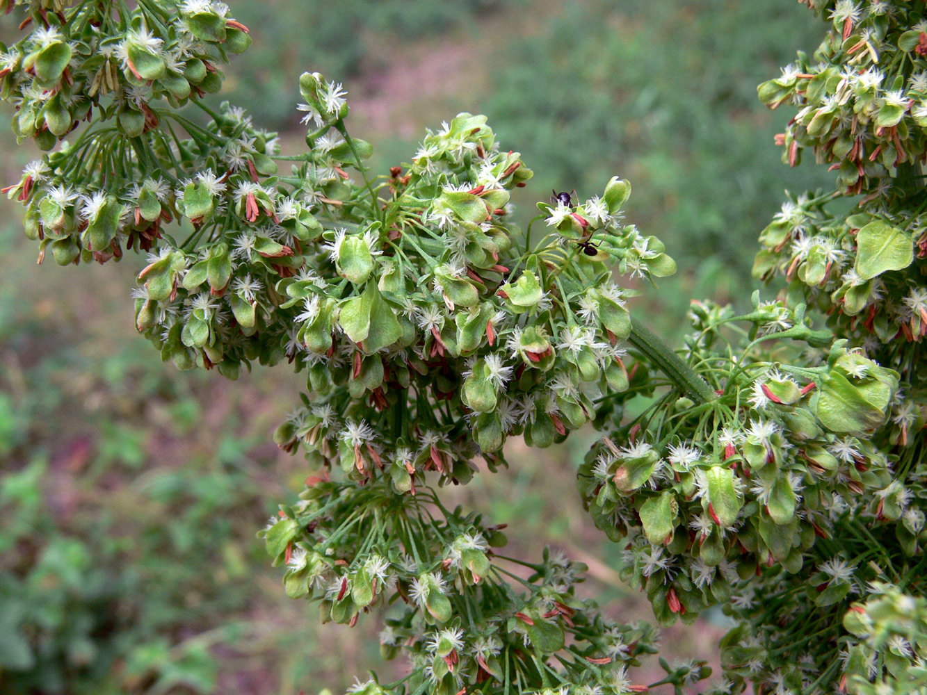 Image of Rumex confertus specimen.