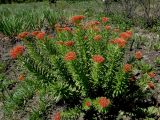 Rhodiola linearifolia. Цветущее растение. Иркутск, Ботанический сад ИГУ, малый дендрарий, цветники. 30.05.2014.