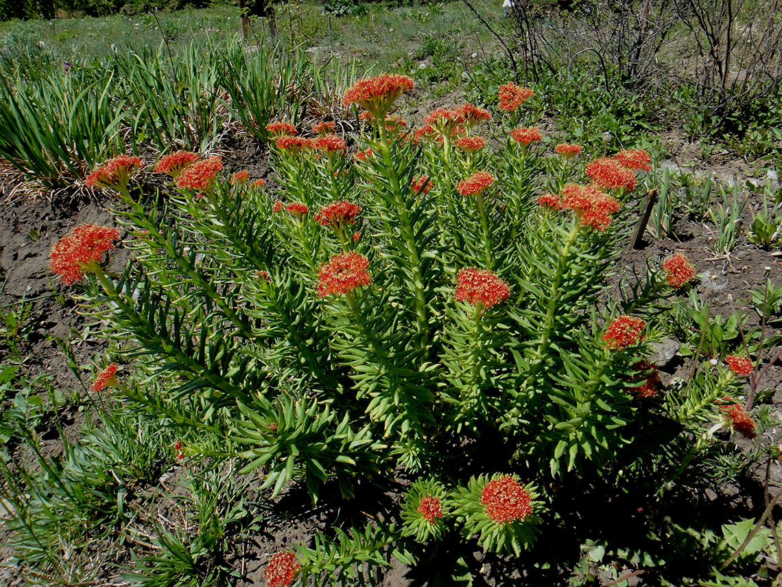 Image of Rhodiola linearifolia specimen.