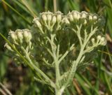 Achillea millefolium