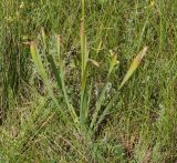 Eremurus altaicus