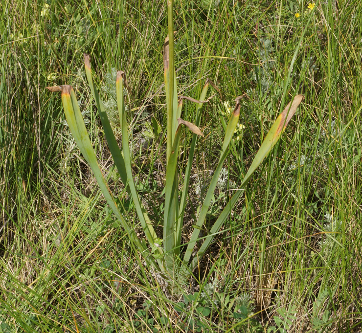 Изображение особи Eremurus altaicus.