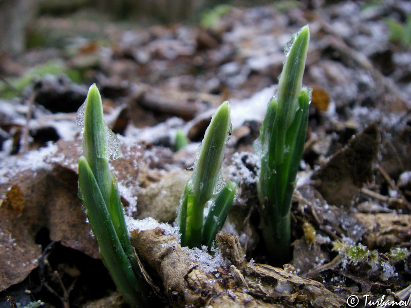 Изображение особи Galanthus plicatus.