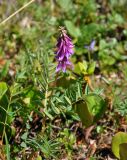 Hedysarum inundatum