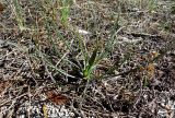 Tragopogon pusillus