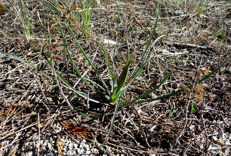 Изображение особи Tragopogon pusillus.