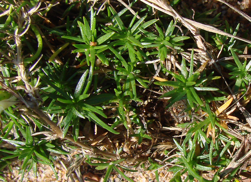 Image of genus Minuartia specimen.