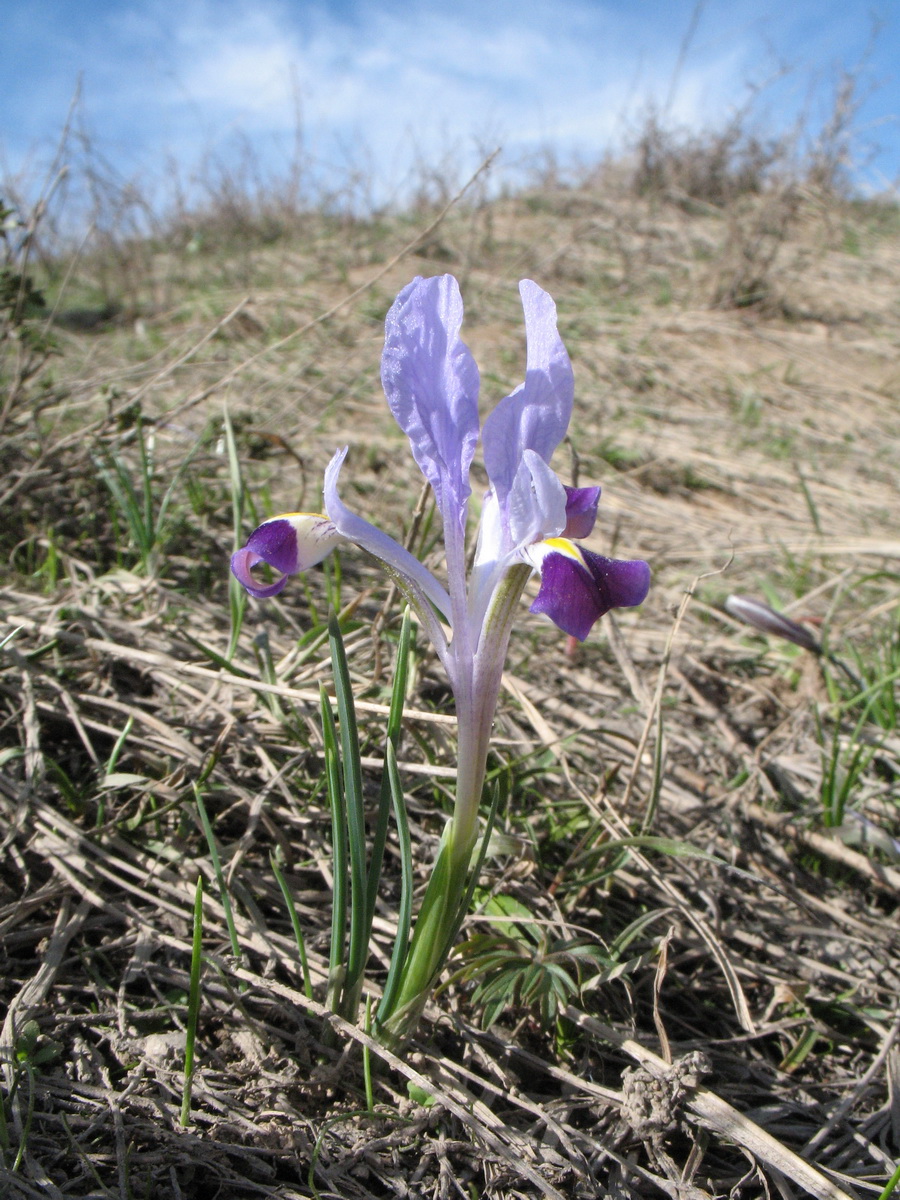 Изображение особи Iridodictyum kolpakowskianum.