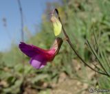 Lathyrus digitatus