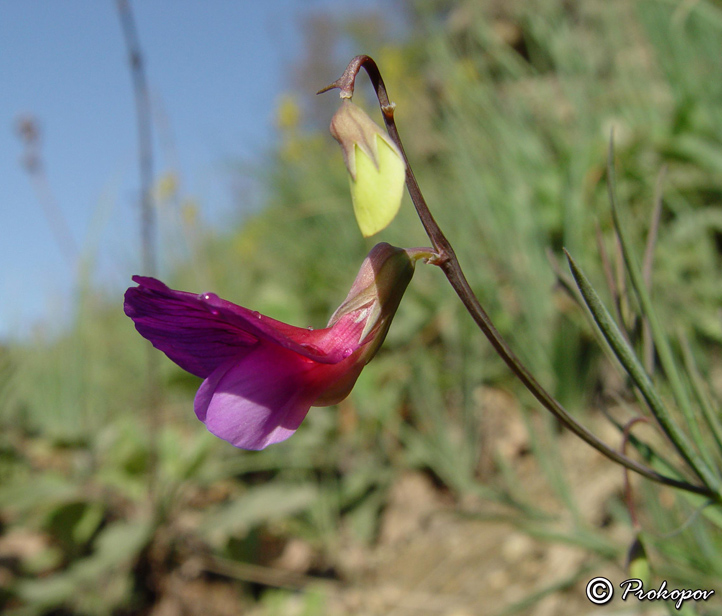 Изображение особи Lathyrus digitatus.