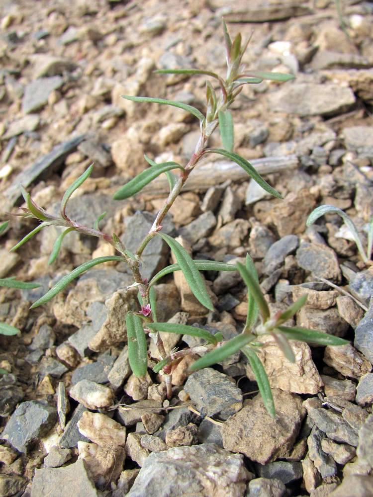 Изображение особи Polygonum acetosum.