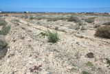 Salsola vermiculata