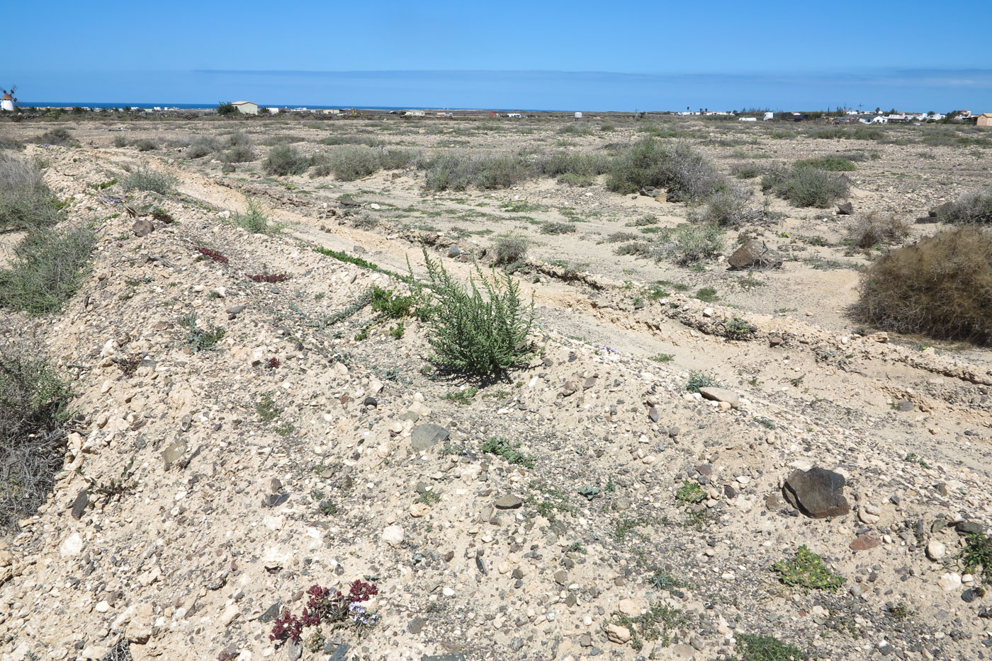 Image of Salsola vermiculata specimen.