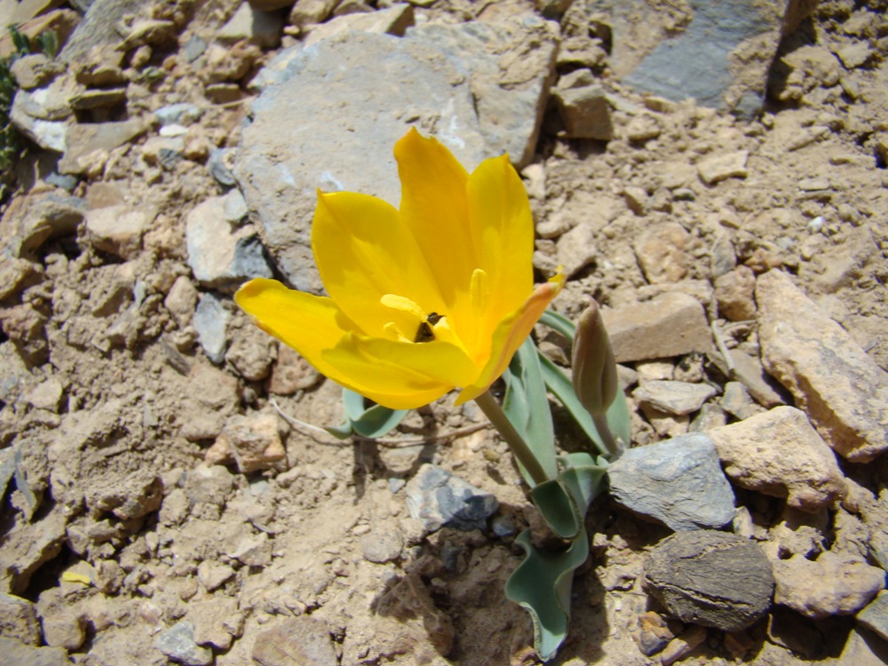 Image of Tulipa talassica specimen.