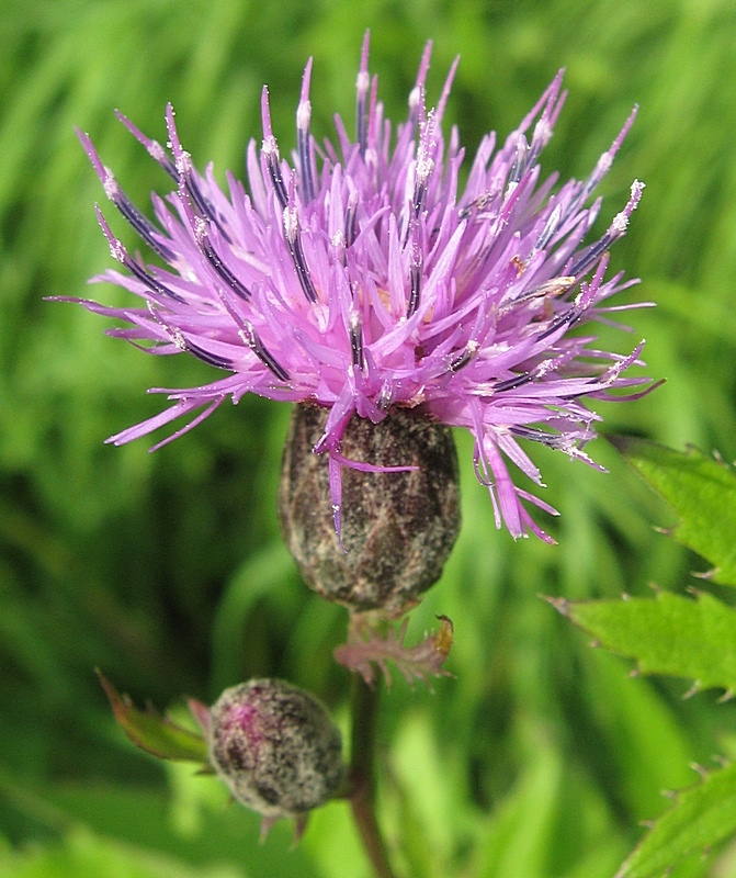 Изображение особи Serratula coronata.