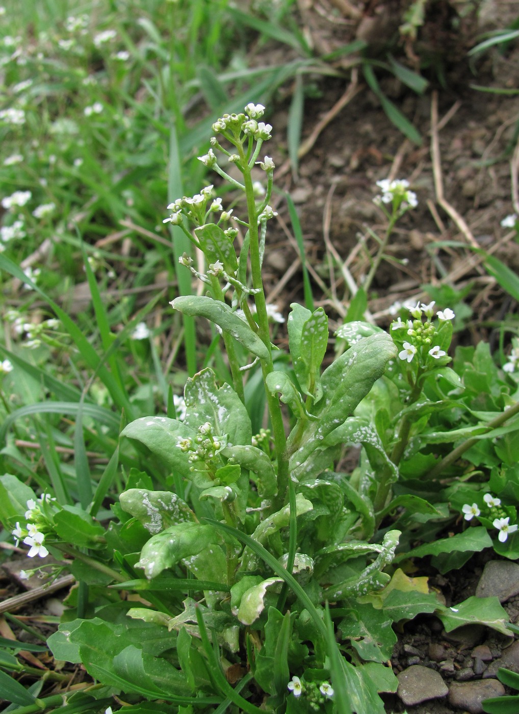 Изображение особи Calepina irregularis.