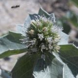 Eryngium maritimum. Соцветие. Украина, Запорожская обл., Бердянская коса, зарастающий пляж. Август 2006 г.