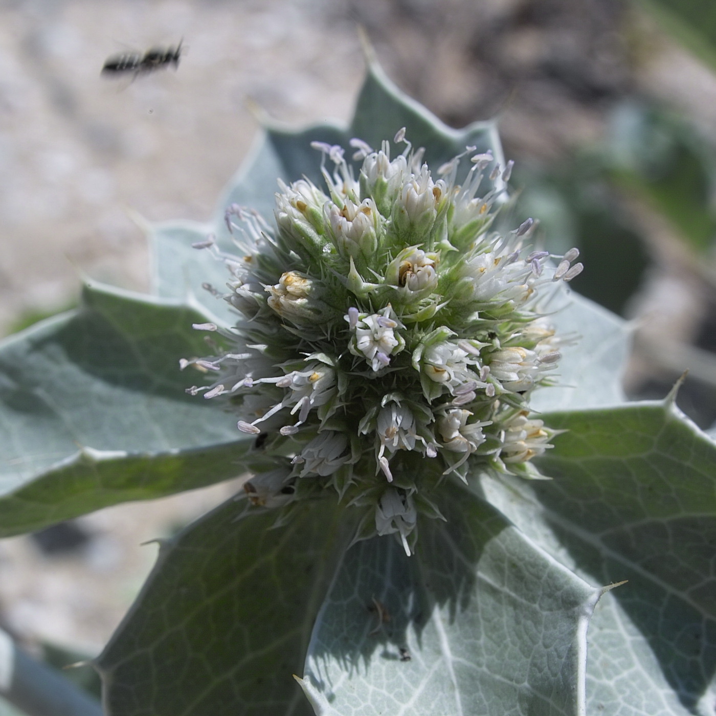 Изображение особи Eryngium maritimum.