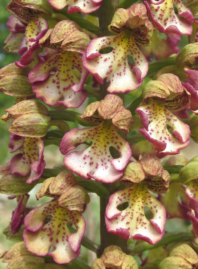 Image of Orchis &times; wulffiana specimen.
