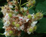 Aesculus hippocastanum