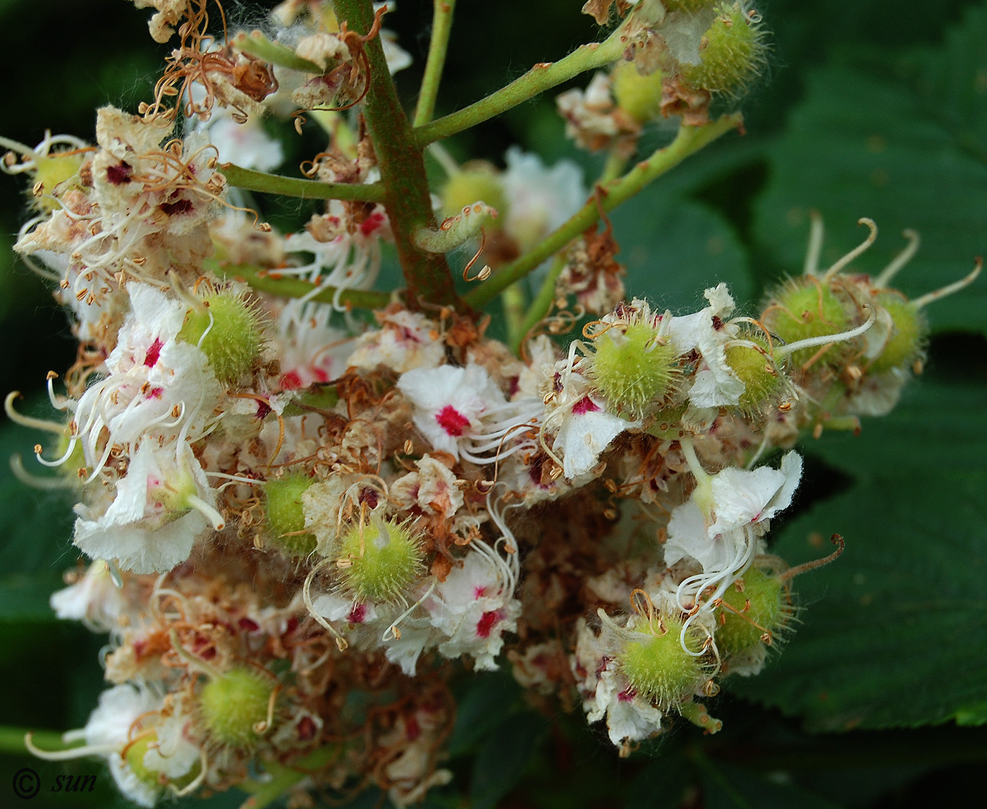 Изображение особи Aesculus hippocastanum.