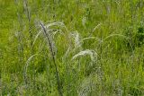 Stipa pennata. Цветущие растения. Татарстан, Нижнекамский р-н, окр. дер. Благодатная, лесостепной участок с чередованием степи и перелесков с преобладанием дуба. Открытый участок. 29 мая 2016 г.