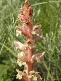 Orobanche alba