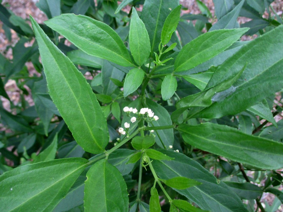 Изображение особи Sambucus australasica.