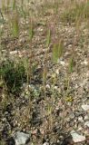 Hordeum geniculatum. Зацветающие растения. Крым, Байдарская долина, окр. с. Тыловое, обочина дороги. 9 июня 2016 г.