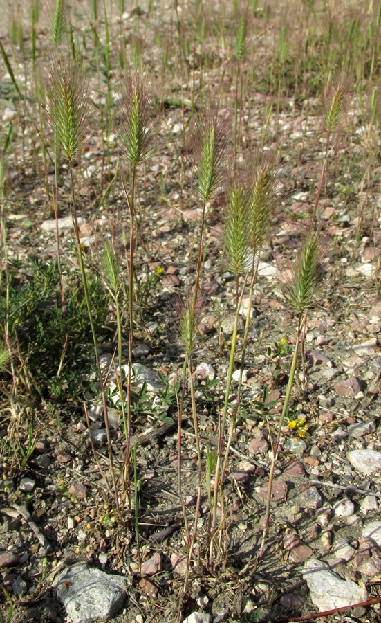 Image of Hordeum geniculatum specimen.