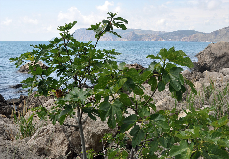 Изображение особи Ficus carica.