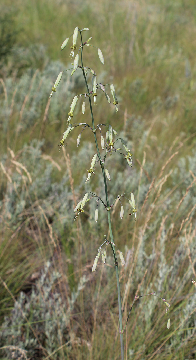 Image of Silene chlorantha specimen.
