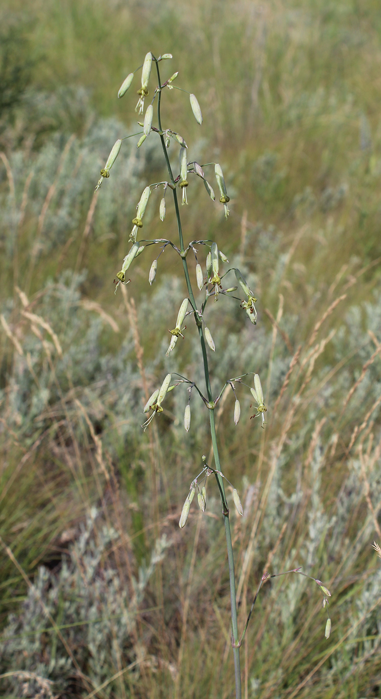 Изображение особи Silene chlorantha.