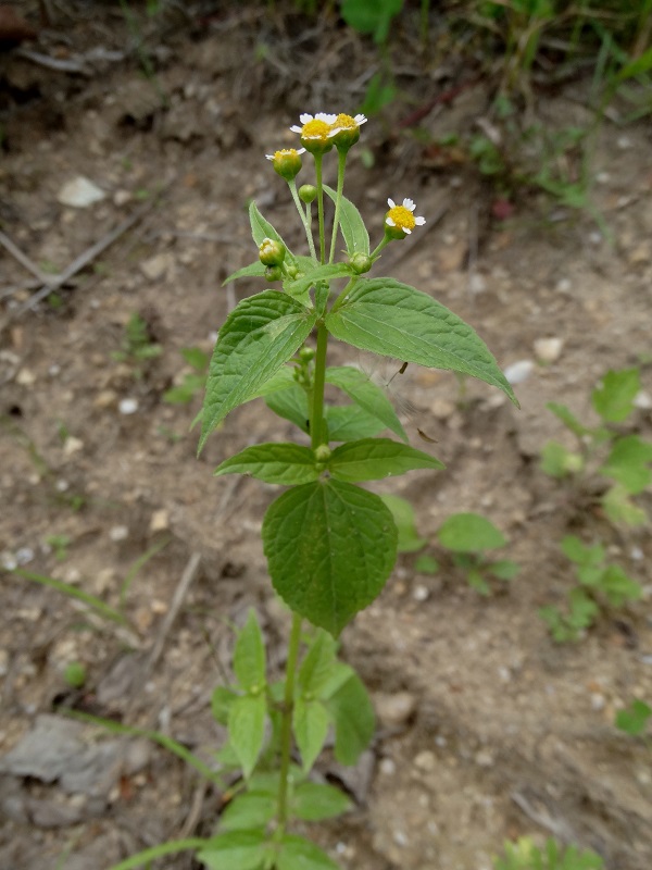 Изображение особи Galinsoga parviflora.