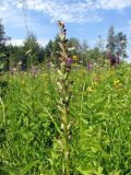 Dactylorhiza baltica