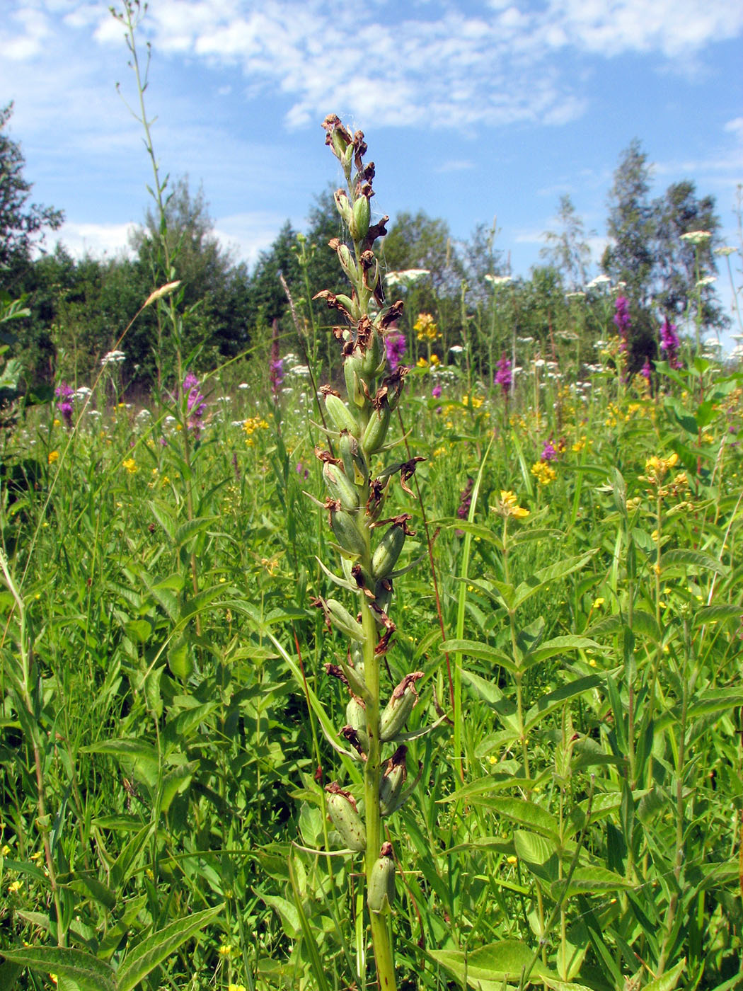 Image of Dactylorhiza baltica specimen.