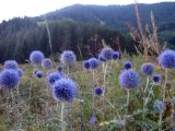 Echinops chantavicus