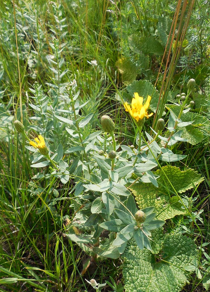 Изображение особи род Hieracium.