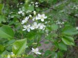 View full-size image Padellus mahaleb